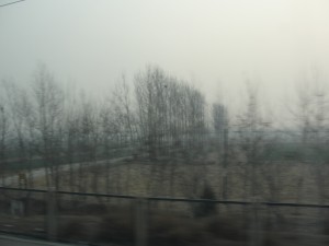 I saw a bunch of bird nests in the trees now that they are bare in winter.