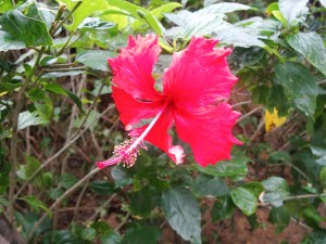A pretty hibiscus flower sat just outside our deck at the Four Points.