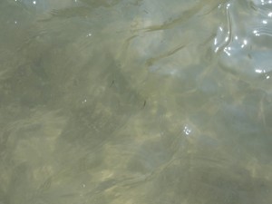 I spotted a couple of teeny little fish!