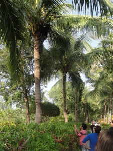 My first time witnessing coconuts being picked.  The guy had special hook shoes to climb with and the guy below is holding the wire to let down the coconut bundle slowly.