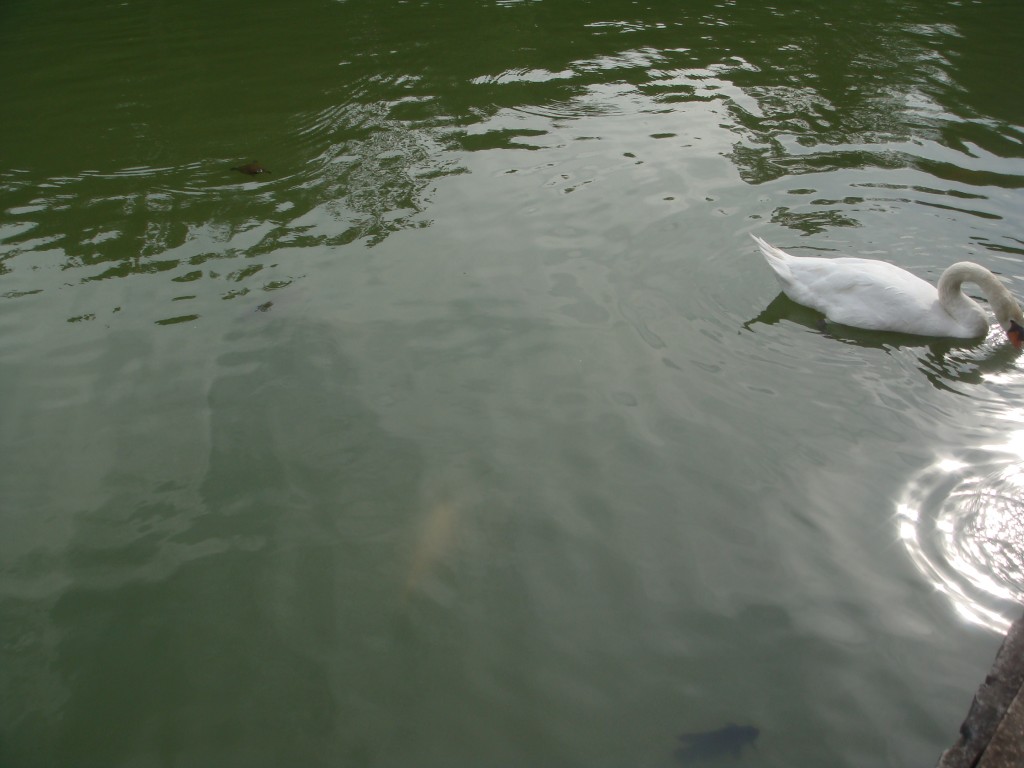 Turtle in the top left area, fish in the bottom area, and the swan you can't miss.