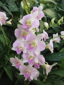 pale pink orchids