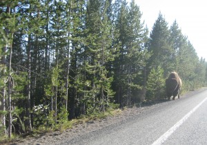 buffalo walks along side of road alone