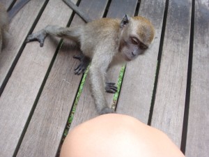 a friendly monkey trying to pick ticks off me, but of course I have none