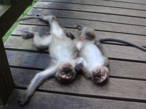 monkeys laying on ground together belly up