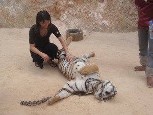 petting adult tiger laying on its back at tiger temple in thailand