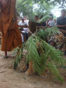 monk holding tree branches for tiger to play with