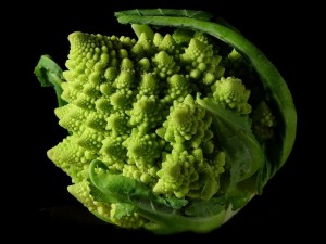 A romanesco broccoli.  Fascinating example of a fractal occuring in nature.  photo credit: tiger.towson.edu