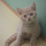 orange kitten