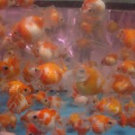 plump goldfish