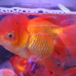 afro goldfish