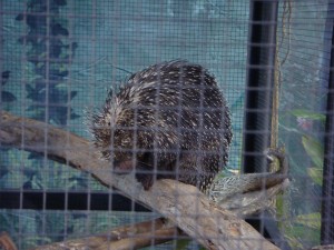 sleepy porcupine
