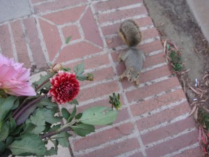 Suddenly, this little guy runs up to me and stares longingly at my bouquet!  Should I give it to him?