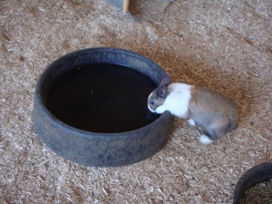 timid bunny drinking water