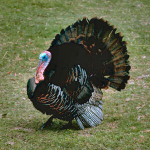 Next Thanksgiving, spare a turkey!