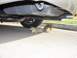 Look at this little guy who came slinking under my car.