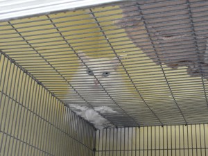 cat sitting on cage