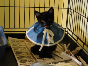 sick kitten wearing a special collar
