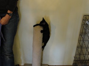 kitten climbing scratching pole