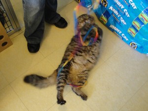 cat playing with colorful string