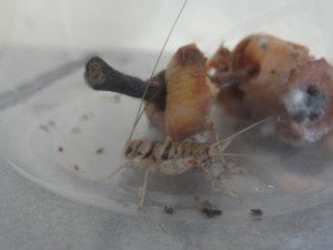 cricket with a rotting pear core