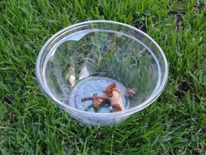 cricket in plastic container on grass, with lid removed to allow it to hop out