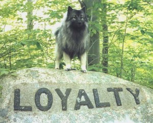 dog, loyalty
