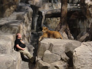 lioness lying there, close to a human handler looking at her