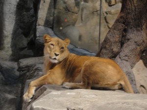 lioness looking over her shoulder