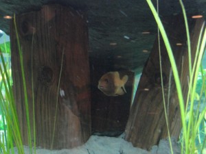 fish hiding inside cave