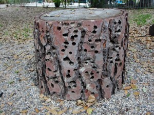 a sitting log full of holes