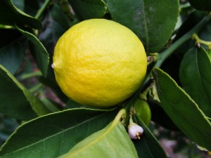 closeup of lemon with little white flower visible
