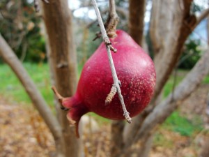 lone pomegranate on tree
