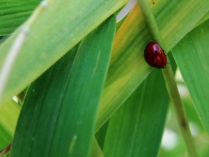 ladybug climbing down a stalk