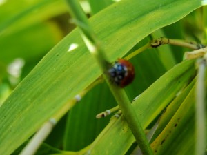 ladybug facing forward