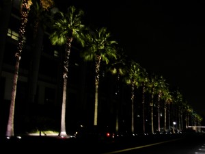 palm trees lined up and lit up in the night