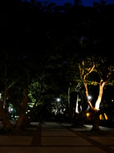 trees lined up neatly, with lights 