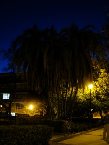 palm trees in the dark