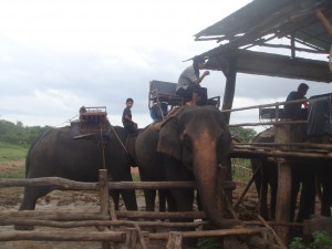elephants approach mounting area