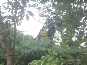 butterflies mating high up in a tree
