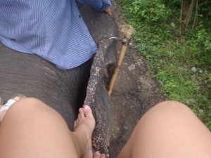 view of the skin around the ear of the elephant