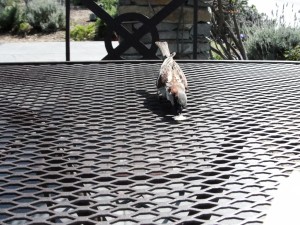 bird eating bread on table
