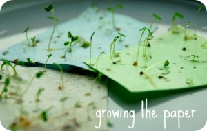 plentiful sprouts covering seed paper