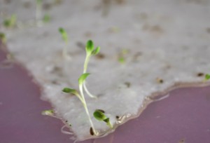 paper embedded with seeds grows sprouts