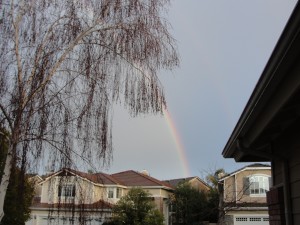 rainbow emerges from behind a tree