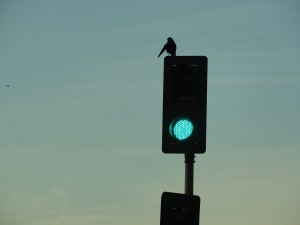 bird sitting atop green light