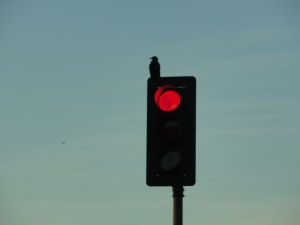 bird sitting atop red light