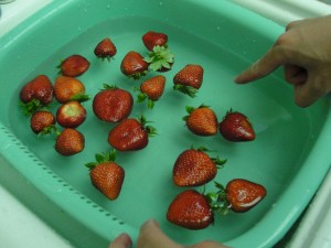 strawberries being washed in a bucket