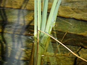 blue dragonfly on reed in water