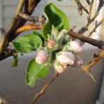 flower buds on a peach tree
